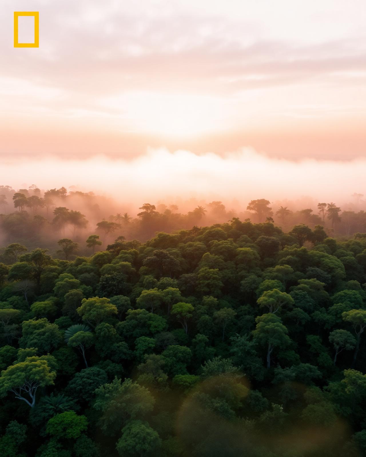 Agroforestry & Reforestation